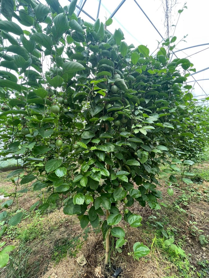Chanh dây
