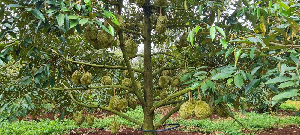Sầu riêng