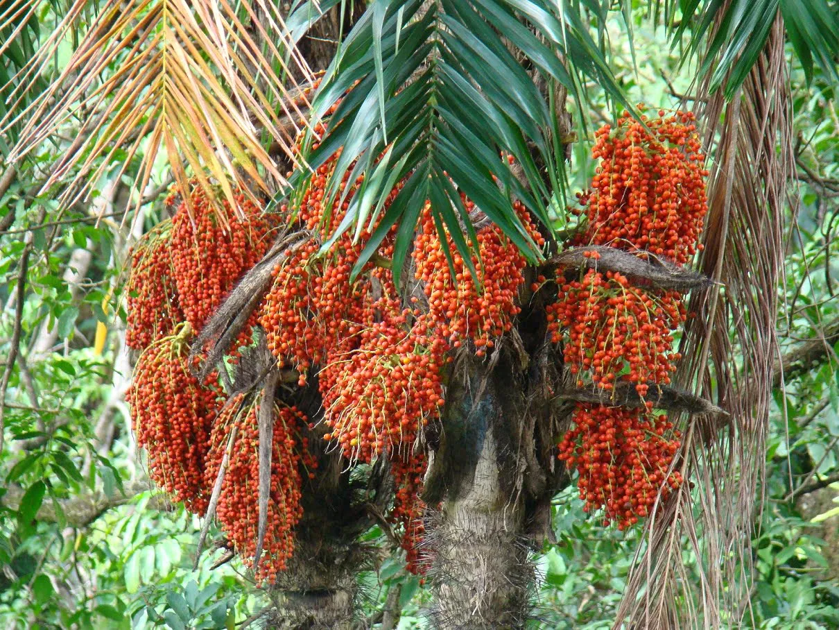 Cây cọ đào